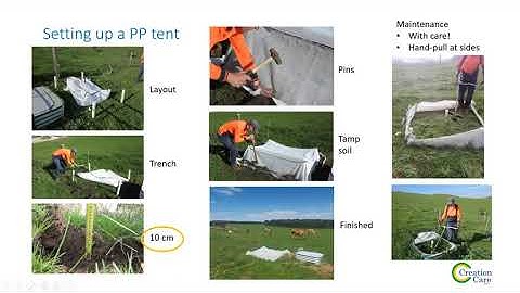 Introducing Spring Active Dung Beetles: Onthophagus vacca