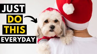 How To Make Your Shih tzu Happy - 20 Easy and Affordable Ways by Animal Guide 4,139 views 9 months ago 9 minutes, 20 seconds