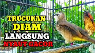 Suara Burung Trucukan Gacor memanggil lawan Pancingan trucuk betina memanggil jantan