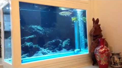 Hồ cá rồng tại nhà anh Phát