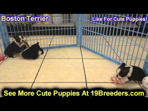 boston-terrier,-puppies,-for,-sale,-in,-oklahoma-city,-oklahoma,-ok,-warr-acres,-guthrie,-weatherfor