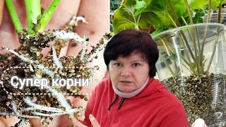 Укоренились незрелые черенки!  Отличие водяных корней.