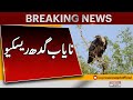 Breaking News |Punjab Wildlife Successfully Rescues Endangered Vulture|  Pakistan News