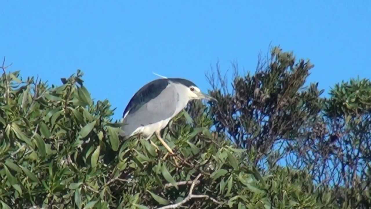 Night Heron - Sony DEV 5 - Filmed by Greg Morgan