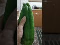 Squeezing Fresh Green Pepper Asmr Shortsvideo Squeezing Pepper 