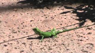 Green Iguana