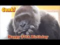 偉大なる母ゲンキ！37歳の誕生日おめでとう‼︎⭐️ゴリラ Gorilla【京都市動物園】Happy 37th Birthday‼︎ Genki