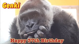 偉大なる母ゲンキ！37歳の誕生日おめでとう‼︎⭐️ゴリラ Gorilla【京都市動物園】Happy 37th Birthday‼︎ Genki