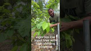 Mulberry is one of the most underated trees. #garden #fruit #growyourownfood #shorts #foodhacks
