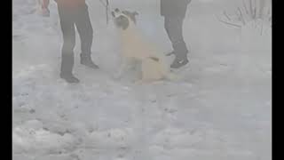 Челябинец бьет собаку Челябинец бьет собаку