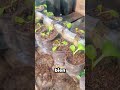 Idea para cultivar en casa 🌱✨. #agricultura #jardin #huertourbano #huertocasero