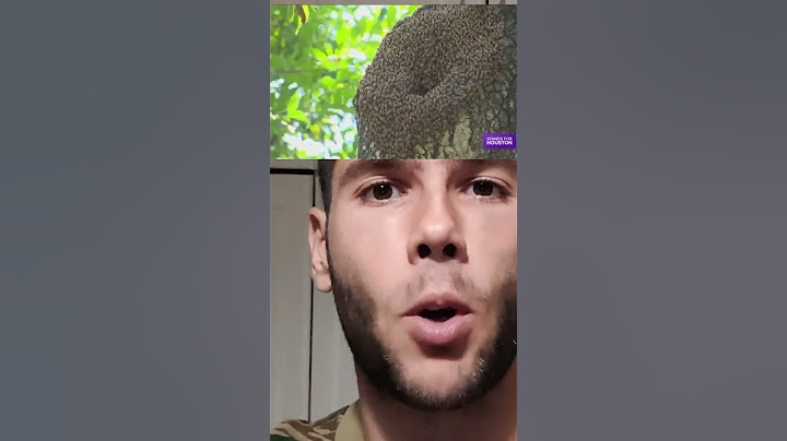 ΒΙΝΤΕΟ ΜΕ ΜΕΛΙΣΣΕΣ ΔΟΛΟΦΟΝΟΥΣ