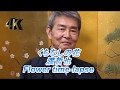 #time-lapse くちなしの花の開花 渡哲也 微速度動画 昭和の歌