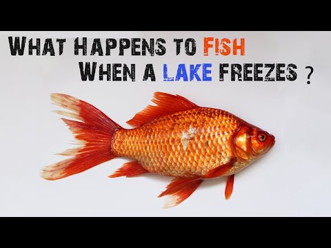 Video: När fryser lake monona?