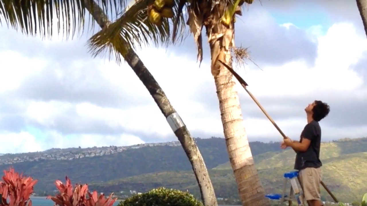 Caretaking a Large Estate in Hawaii