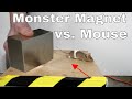 What Does a Giant Monster Neodymium Magnet do to a Mouse?