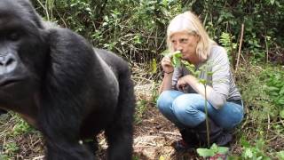 Gorilla Trek at Volcanoes National Park, Rwanda (2)