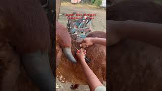 Lumpy Skin Disease virus Treatment In Cowanimals virus treatment vet