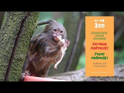 Βίντεο: Pygmy marmoset - το μικρότερο πρωτεύον