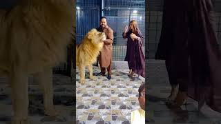 Big Lion Playing With Owner.