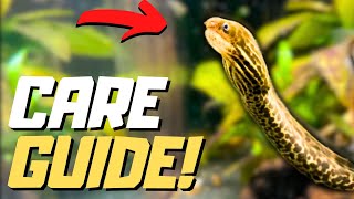 Fresh Water TIGER MORAY EEL Care Guide !
