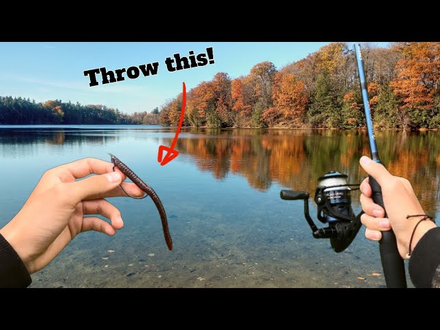 This Simple Lure is PHENOMENAL! (Zoom Finesse Trick Worm Fishing) 