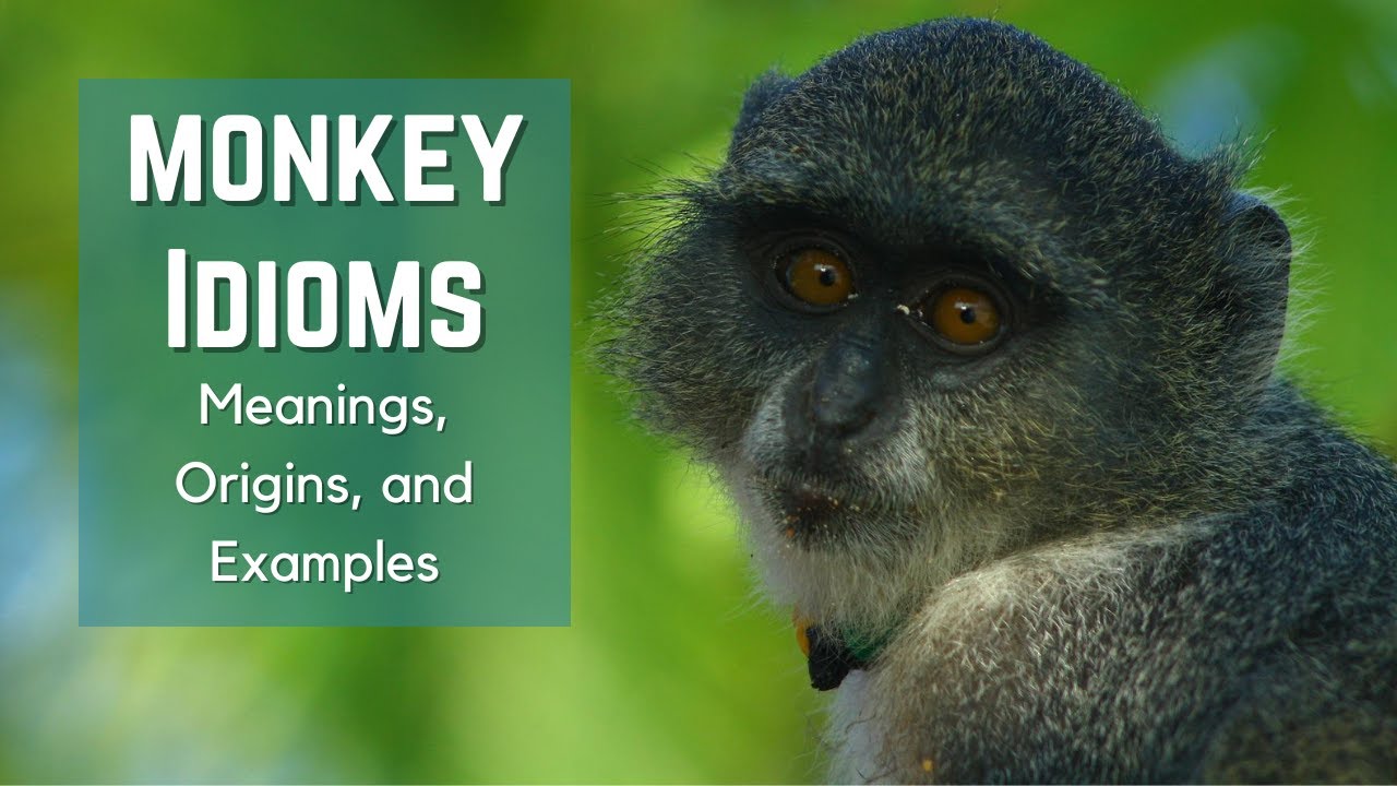 Learn English: 7 monkey idioms used in English - ABC Education