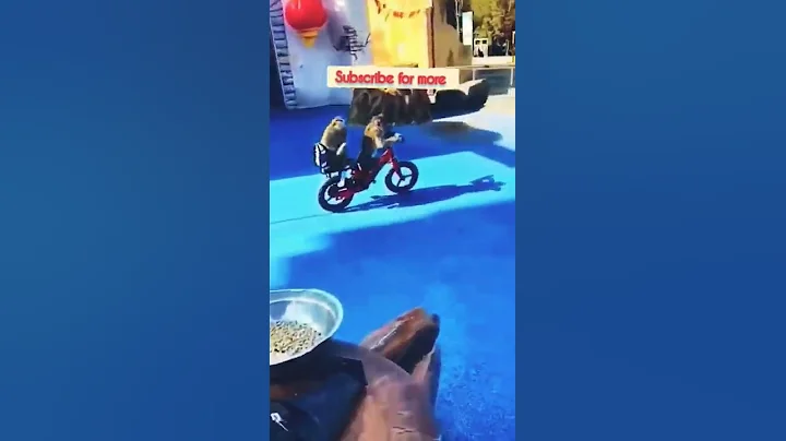 #monkey Riding bicycle  #shorts #youtubeshorts #ytshorts #animals#funny shorts