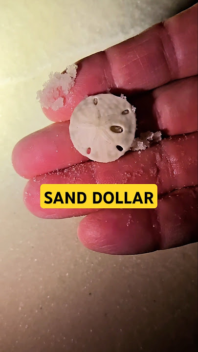 There's ANOTHER ONE #sanddollar