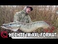 Hechte im XXL Format | Hechtangeln mit Köderfisch | Deadbaiting by Stefan Seuß