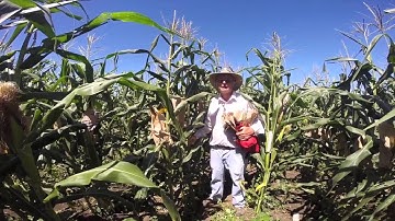 Nitrogen Efficient Corn