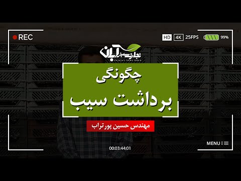 تصویری: چیدن سیب - زمان و نحوه برداشت سیب