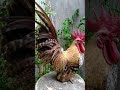 Los gallos con las plumas más coloridas que he visto....hermosos!!!
