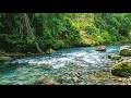 Soothing River Water Sounds in Nature 🍃 White Noise Ambience