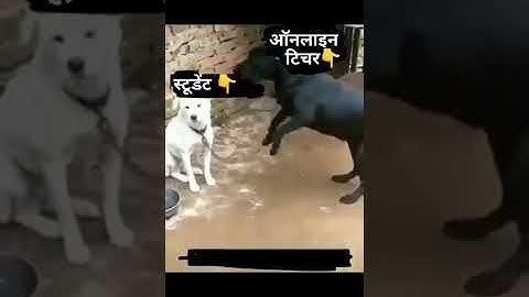 online classes funny video 😂😂