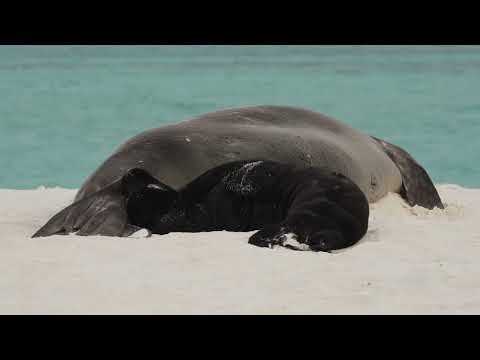 Hawaiian monk seals, 'Īlioholoikauaua