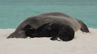 Hawaiian monk seals, 'Īlioholoikauaua