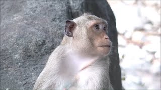 Monkeys Being Familiar With Living Beside Human Society 4 | Viral Monkey