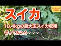 大玉スイカの収穫【スイカ収穫】【大玉スイカ】【家庭菜園】