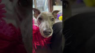 Whippet punch! #dogs #dog #whippet #funnydogs #pets #punch #