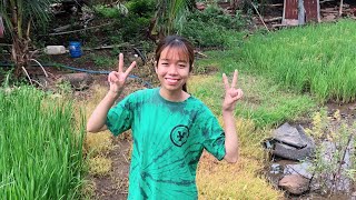 Miss Ba Tractor dries corn and watches the rice ripen. Shibaura 5340 and Shibaura 5346 work in th...