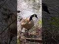 Canadian Goose Swimming and Feeding at Sunset #nature