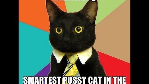The Smartest Cat in The World