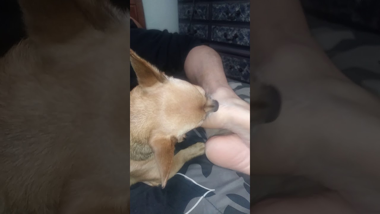 The best pedicure !!! & FREE !!🐶  🐾🐾