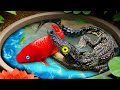 Amazing Fishing | Catch More Colorful FrogsIn Tiny Pond, Phoenix Fish, Angel Fish,Aquarium Fish