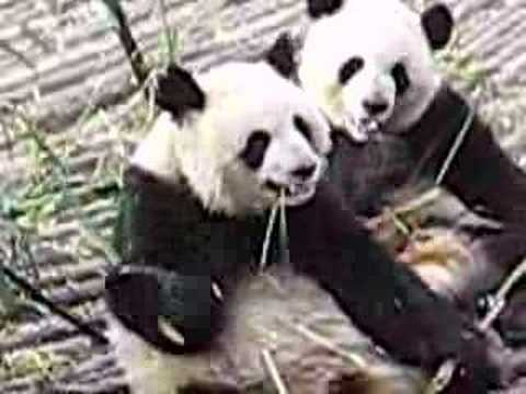 Panda Bear Feeding