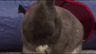 | 9GAG | Bunny tries to scratch its tiny ears