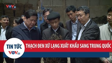 Thạch đen xứ Lạng xuất khẩu sang Trung Quốc: Cơ hội mới cho nông dân