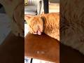 Cat, Please Turn Off the Music... I'm Trying to Sleep! 😹🐱🎵😴 #cat #catvideos #funny #youtubeshorts