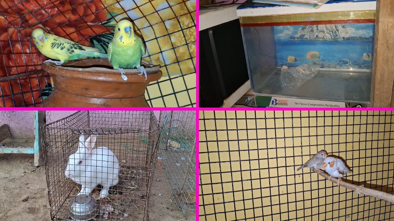 Abhi se Aquarium main Fish nhi rakhhe ge | Pets Vlogs | Love Birds | Daily Routine 